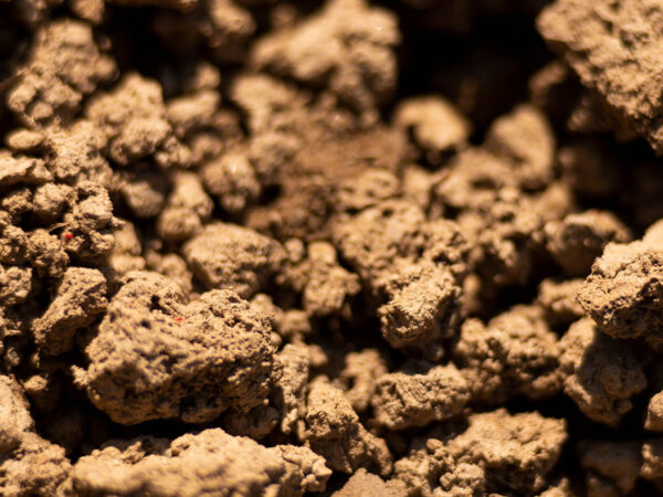 The,Light,Brown,Clay,Soil
